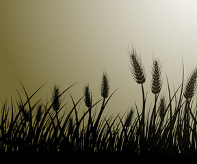 Vector image of wheat field © Elymas
