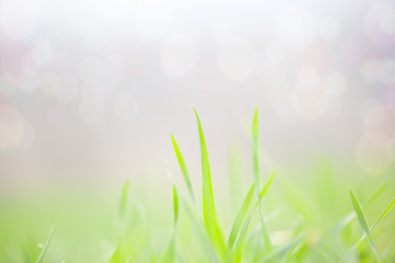 spring,grass and bokeh background