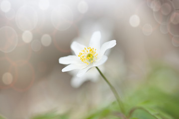 white flower