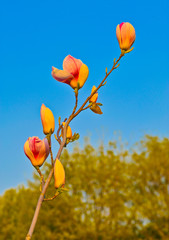 one magnolia flower closeup