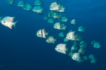 Fototapeta na wymiar A School of Spadefish Swimming through open water.