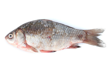 Fresh fish isolated on white