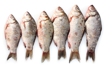 Fresh fishes isolated on white