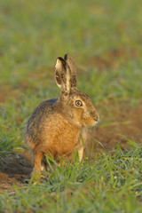 Brown hare sitting in field