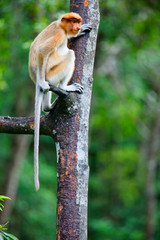Proboscis monkey on tree