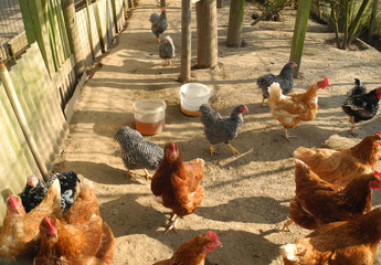 Hühnerstall © Fotolyse