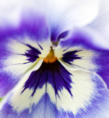 Purple violet closeup