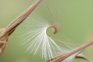 Geranium seeds