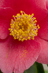 Camelia flower