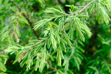 A branch of the juniper