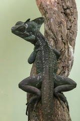 Basiliscus lizard
