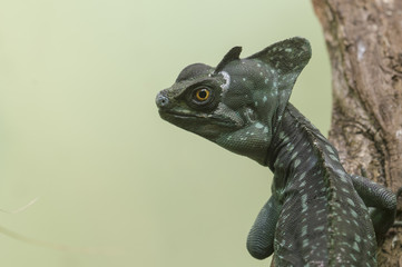 Basiliscus lizard