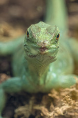 green tropical lizard