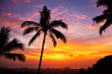 Obraz na płótnie Canvas palmy na tle pięknego zachodu słońca
