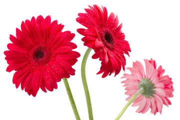 three red Gerber flowers, gerbera daisies on whiten background
