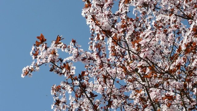 Prunus cerasifera 'Nigra', Mix