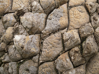Tree bark