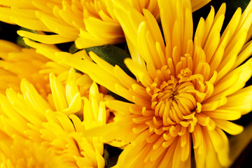 Chrysanthemum Flowers