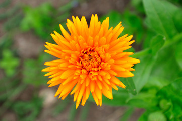 Chrysanthemum flower.