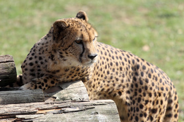 Cheetah