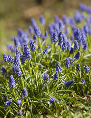 blue flowers in the park - spring is coming !