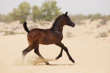 Dark brown arabian foal in desert