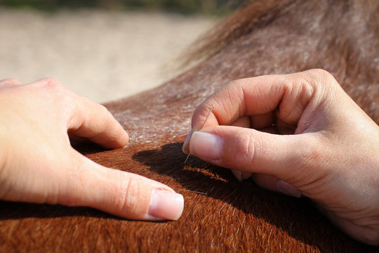 Pferde - Akupunktur
