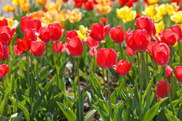 Obraz premium beautiful tulips