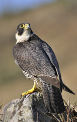 Halcón peregrino d.e espaldas.