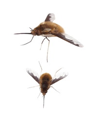 Bee Fly, Bombylius Major, isolated on white background
