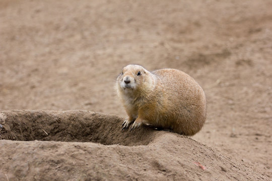 Erdm&auml;nnchen