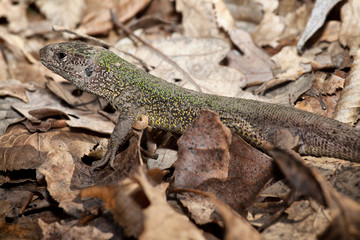 lizard in leaves