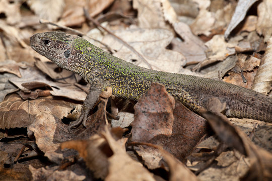 lizard in leaves