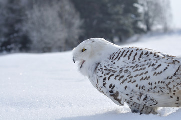 shouting snowy owl