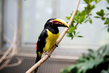 Black necked aracari sitting on a branch