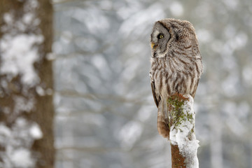 Great Grey Owl on tree trunk