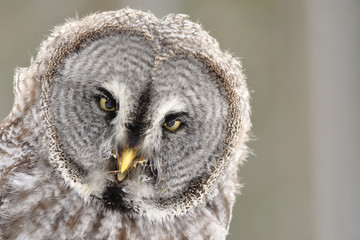 Great Grey Owl isolated portrait