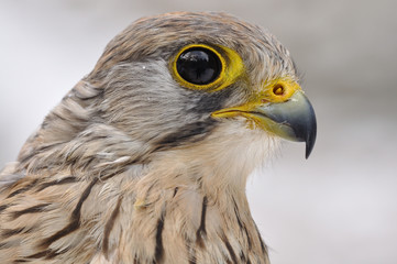 Common Kestrel portrait