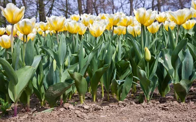 Deurstickers Tulips - Jaap Groot varieties © Paolo Gallo