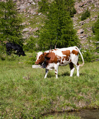 Fototapeta na wymiar Krowy i włoskie Alpy