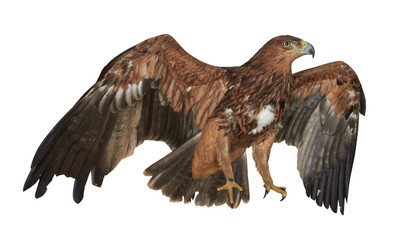 Obraz premium Eagle