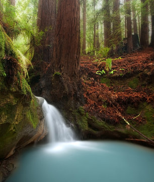 Fototapeta Redwood forest waterfall