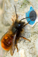 small wild bee on a sunny rock / Hymenoptera sp.