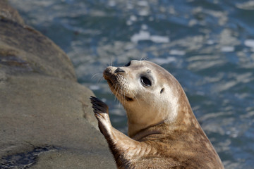 Obraz premium Seal Puppy in La Jolla