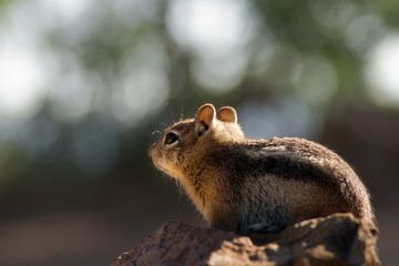 Squirrel at Grand Canyon North Rim