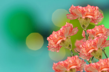 colorful pink  carnation flowers on bokeh background