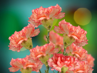 colorful pink  carnation flowers on bokeh background