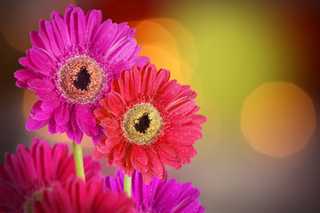 colorful pink and red daisy gerbera flowers on bokeh background