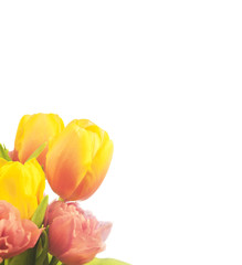 Bouquet of tulips isolated on white with blank space for text