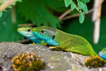 green lizards sit on a stone